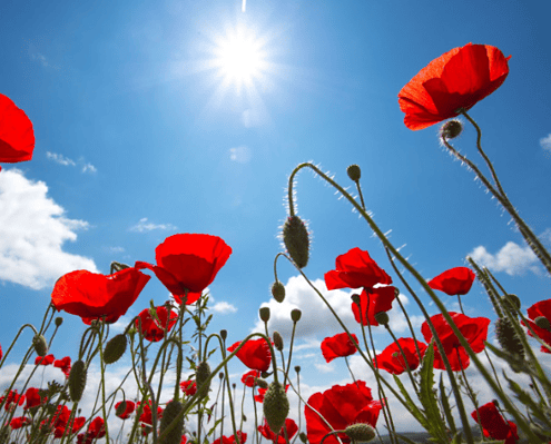 Poppies in a bright field under the sun, representing trauma recovery and healing through therapy.