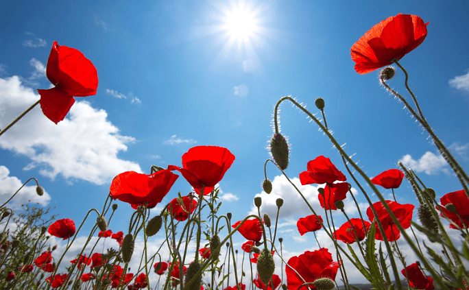 Poppies in a bright field under the sun, representing trauma recovery and healing through therapy.