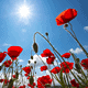 Poppies in a bright field under the sun, representing trauma recovery and healing through therapy.