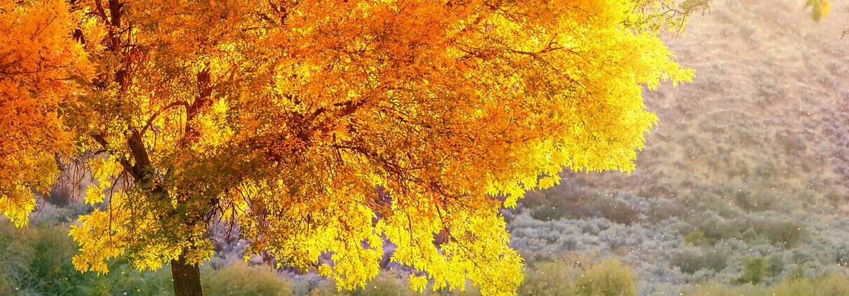 Beautiful Tree in Fall