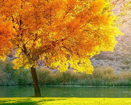 Beautiful Tree in Fall