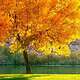 Beautiful Tree in Fall