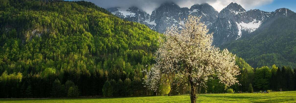 Scenic landscape with blooming tree, green fields, and mountain backdrop.