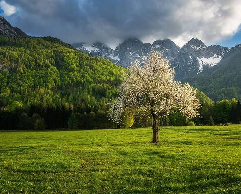 Scenic landscape with blooming tree, green fields, and mountain backdrop.