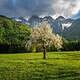 Scenic landscape with blooming tree, green fields, and mountain backdrop.